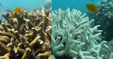 The ABC’s of Biodiversity: Coral Reefs