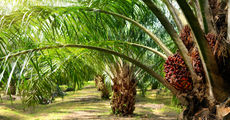 Zuraida, Orangutans and Palm Oil: Unpacking The Issues
