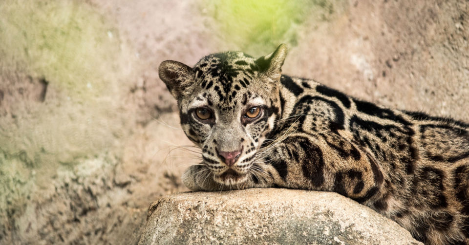 The ABC's of Biodiversity: Sunda Clouded Leopard