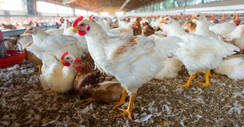 Tackling Chicken Price Inflation And Undersupply 