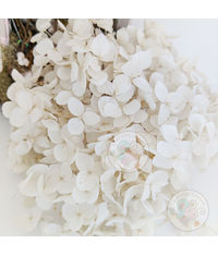 Dry Hydrangea Flower - Ivory