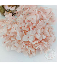 Dry Hydrangea Flower - Pink