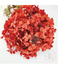 Dry Hydrangea Flower - Red