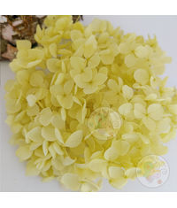 Dry Hydrangea Flower - Yellow
