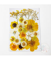 Dry Flowers - Yellow Family