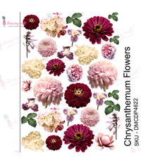 Chrysanthemum Flowers - Transfer Me