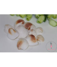 Natural Sea Shells 3