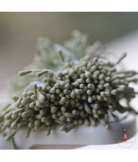 Pastel Thread Pollen - Old Olive