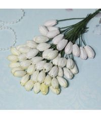 Tulip Flowers - Ivory Family