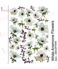 White Anemone Flowers - Transfer Me