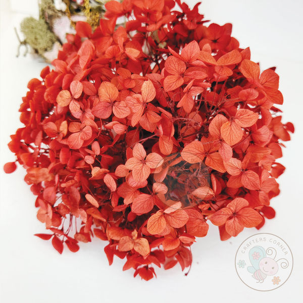 Dry Hydrangea Flower - Red
