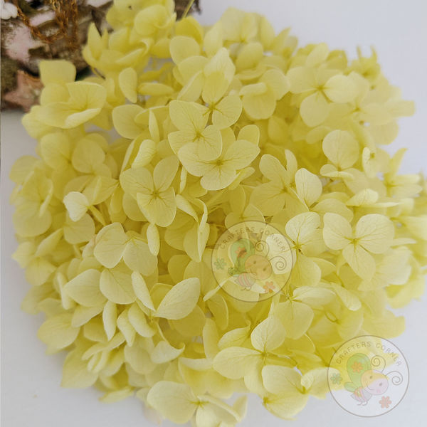 Dry Hydrangea Flower - Yellow