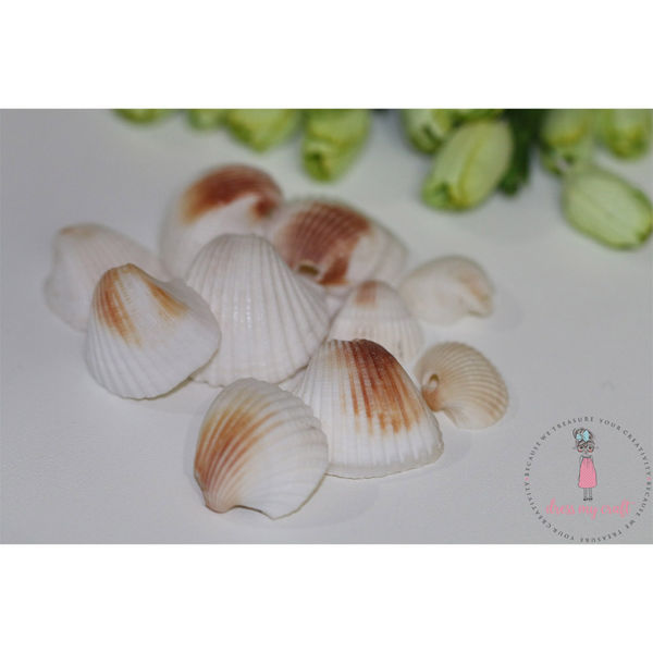 Natural Sea Shells 3