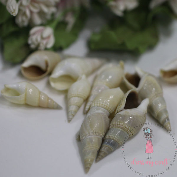 Natural Sea Shell #4 - Long