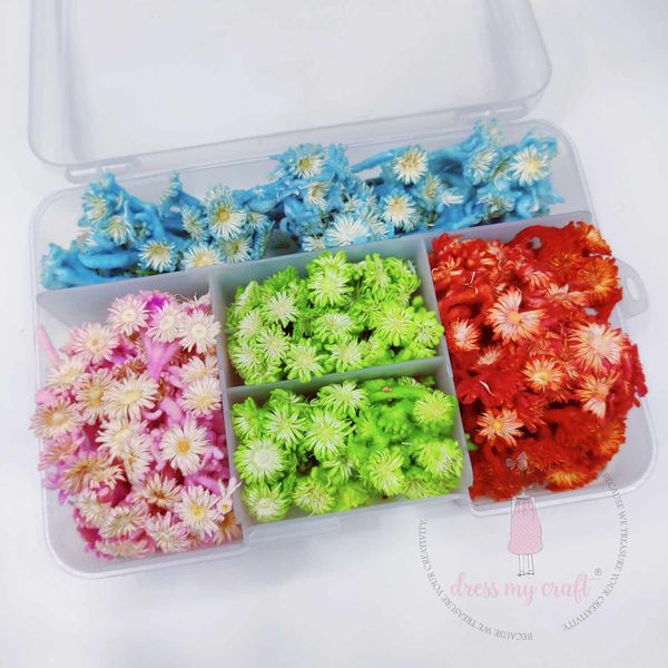 Goniopora - Dry Flowers Kit