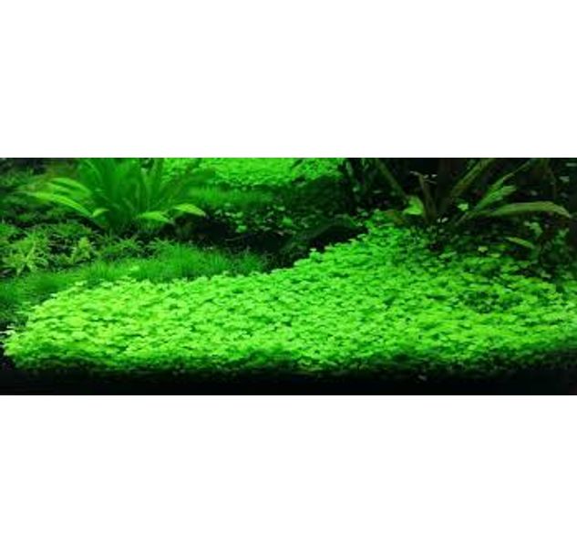 Ada Tissue Culture Hydrocotyle Tripartita Cup Size Short Ic014 Sku Ada