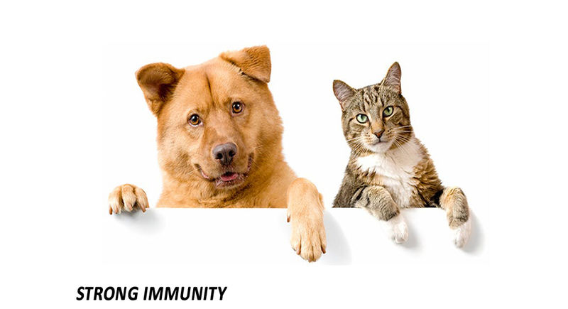 Boost Pet Immunity