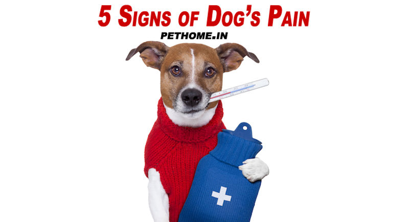 5 Signs Your Pet Dog is in Pain