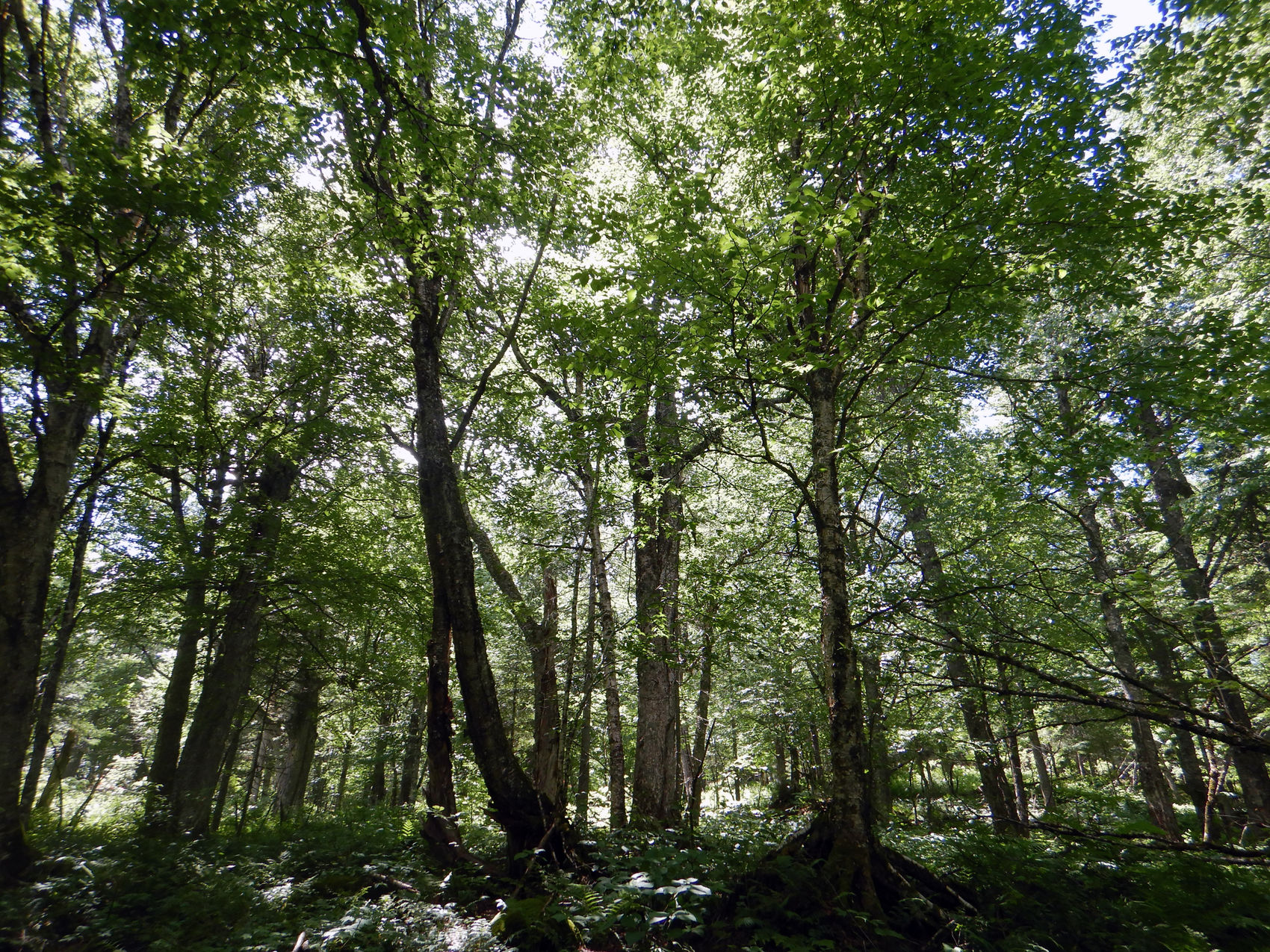 Forêt mature