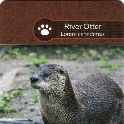 Earth: River Otter/Turtles Promo Card