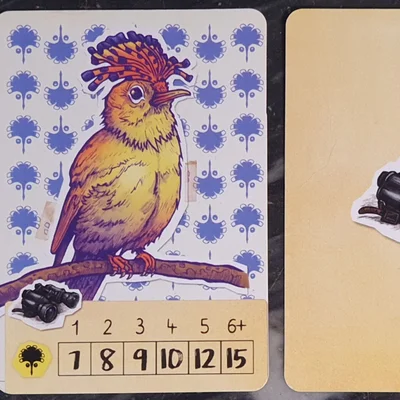 Trek 12: Amazonia – Moucherolle Royal