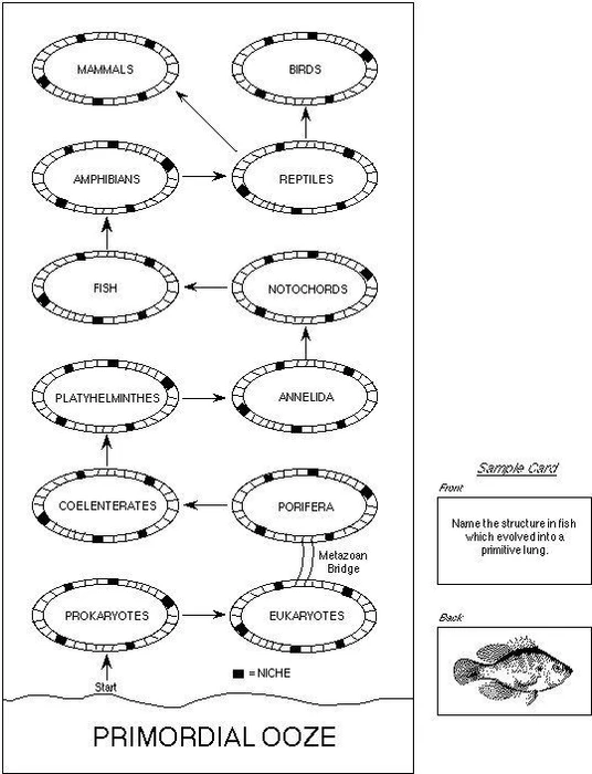 Cover image of Evolution board game