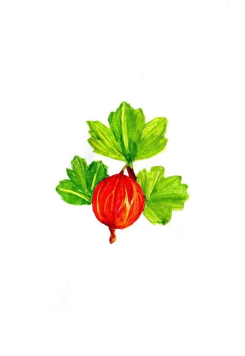 Cover image of Gooseberry board game