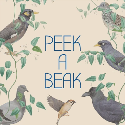 Cover image of Peek A Beak board game