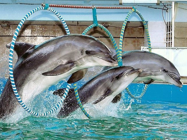 https://ik.imagekit.io/bgudgv9um3/1783089481dolphin-7_new.jpg