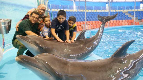 https://ik.imagekit.io/bgudgv9um3/1783089512dolphin-2.jpg