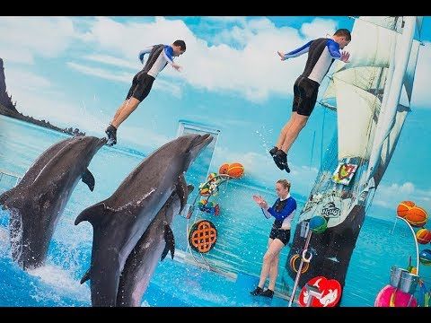 https://ik.imagekit.io/bgudgv9um3/1783089559dolphin-4.jpg
