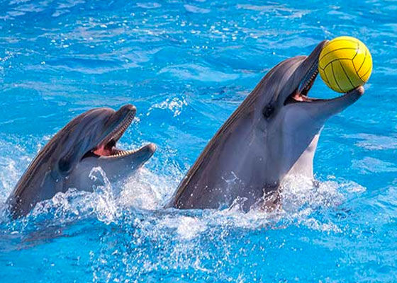 https://ik.imagekit.io/bgudgv9um3/1783089598dolphin-6_new.jpg