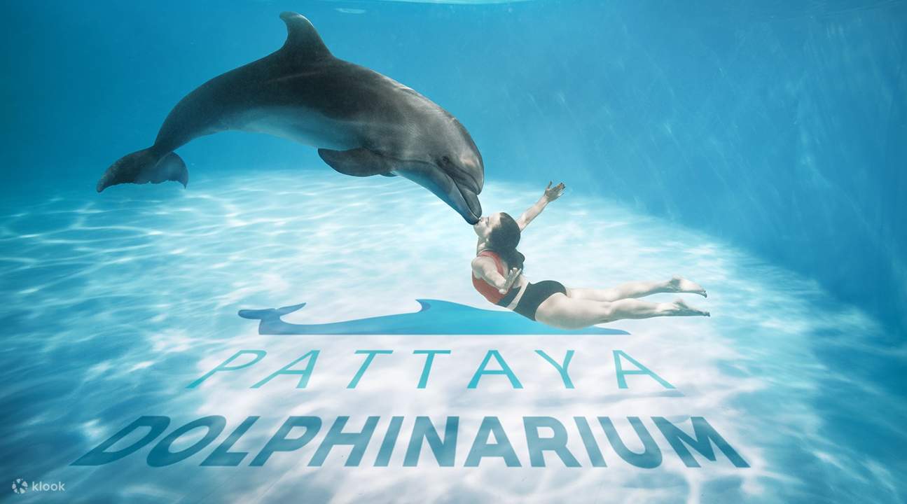 1.Pattaya Dolphinarium  Regular Seats