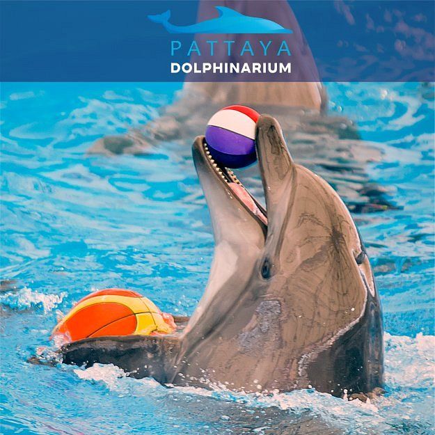 2.Pattaya Dolphinarium  Deluxe Seats