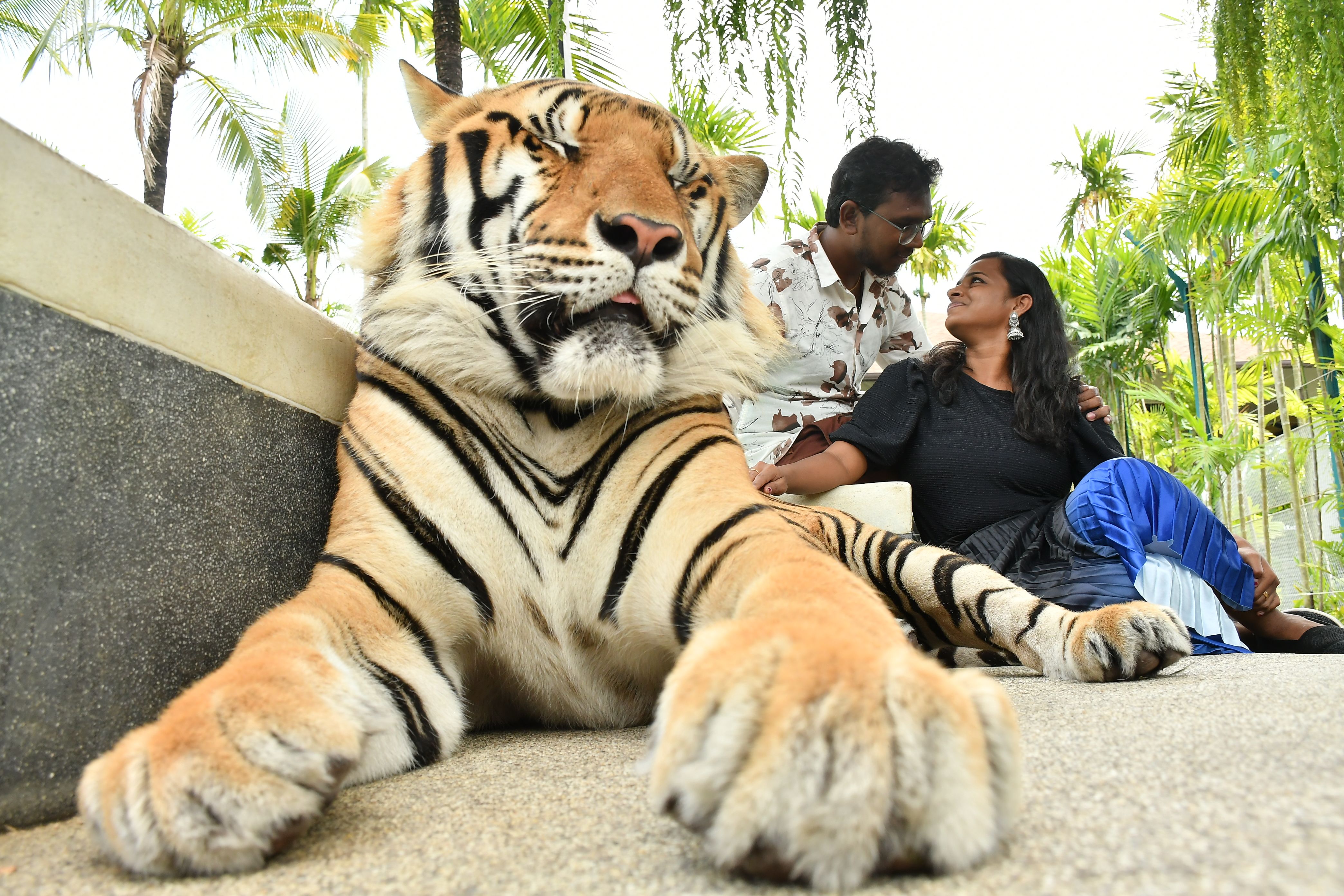 3.Small Tiger