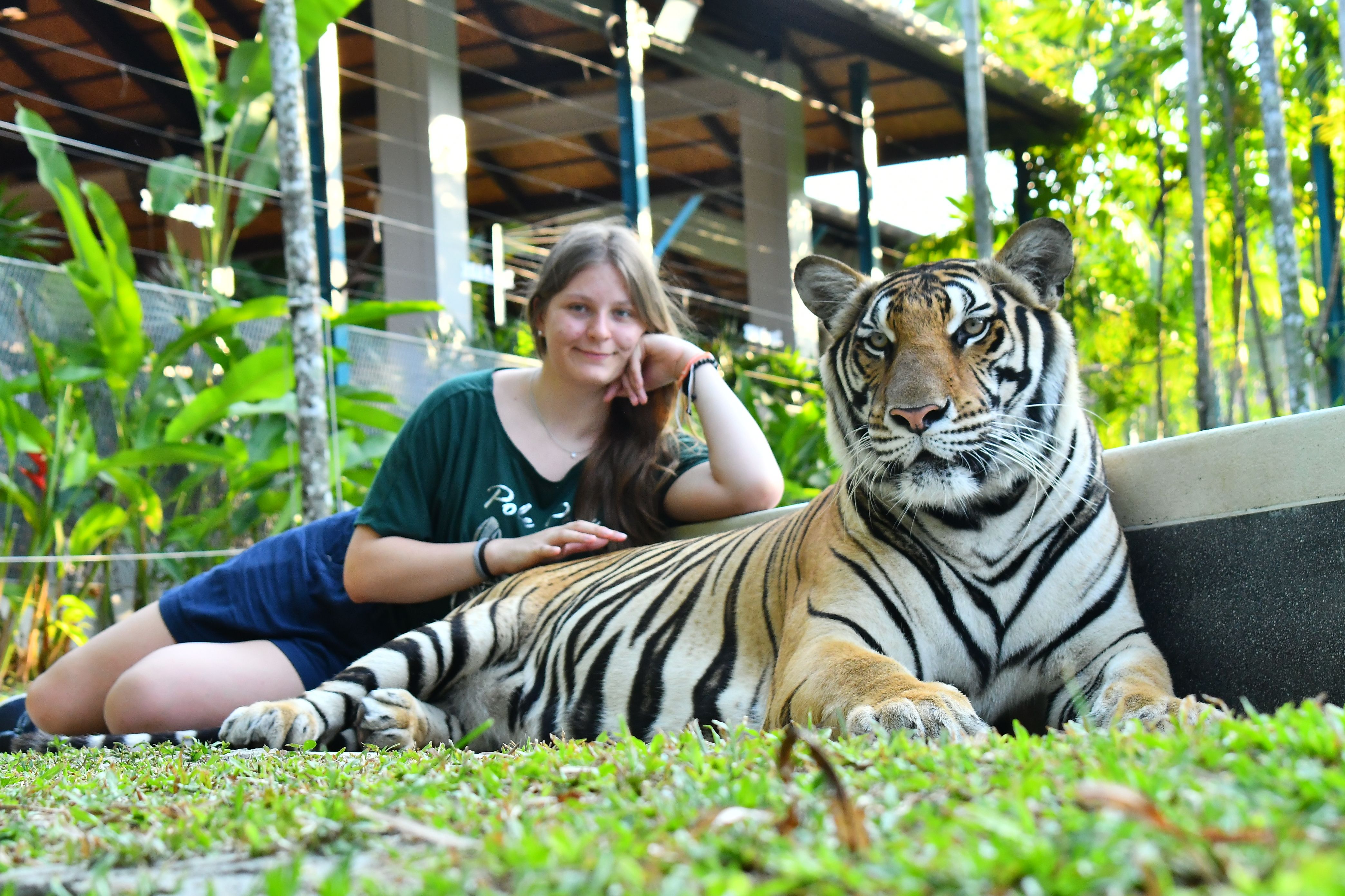 1. Medium Tiger