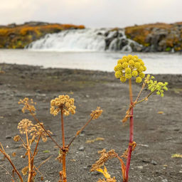 Iceland 2019 57