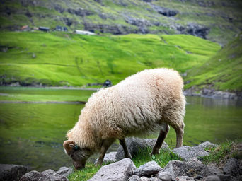 Faroe Islands 2021 33