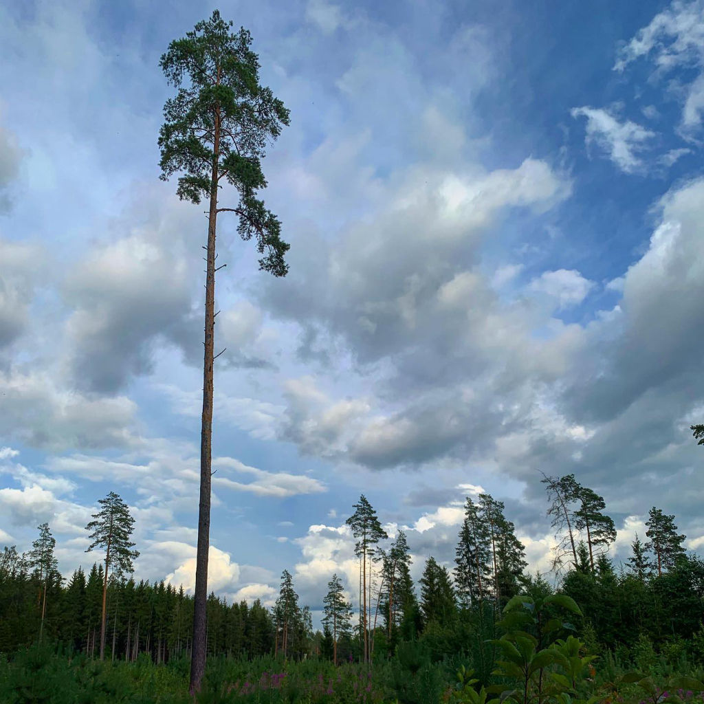 Estonia 2019 8