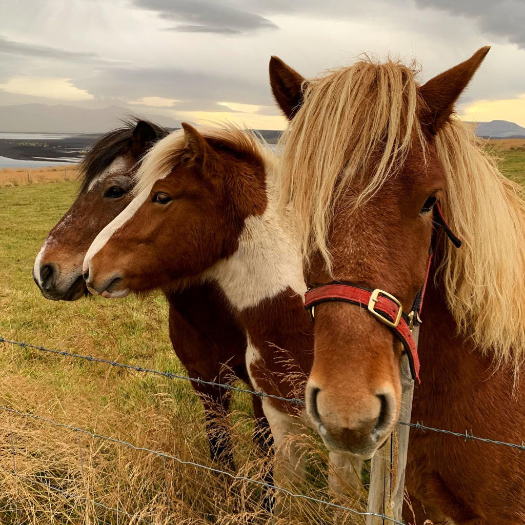 Iceland 2019 59