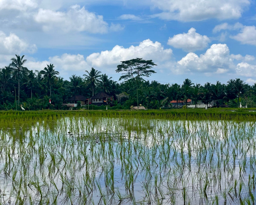 Indonesia 2022 18