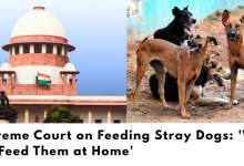 Supreme Court on Feeding Stray Dogs: 'Why Not Feed Them at Home'