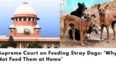 Supreme Court on Feeding Stray Dogs: 'Why Not Feed Them at Home'