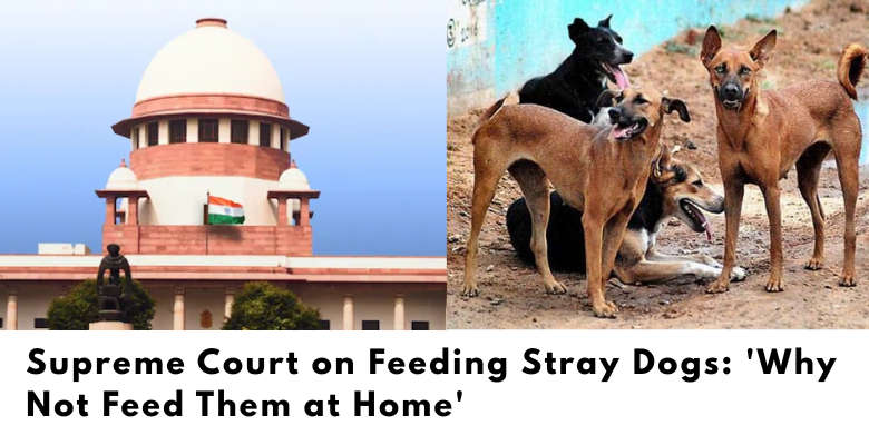 Supreme Court on Feeding Stray Dogs: 'Why Not Feed Them at Home' 1 Supreme Court on Feeding Stray Dogs: 'Why Not Feed Them at Home'