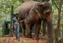 Why Are There Protests Over Mahadevi Elephant Rescue Despite Supreme Court Order?