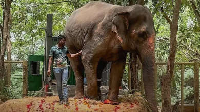 Why Are There Protests Over Mahadevi Elephant Rescue Despite Supreme Court Order?