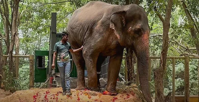 Why Are There Protests Over Mahadevi Elephant Rescue Despite Supreme Court Order?