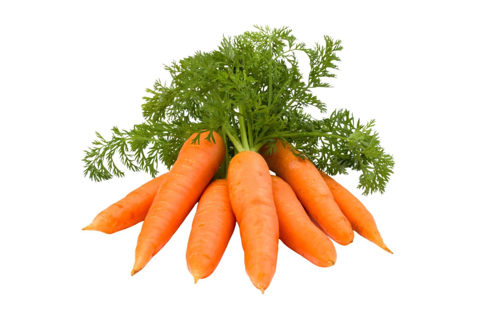 Organic Carrot