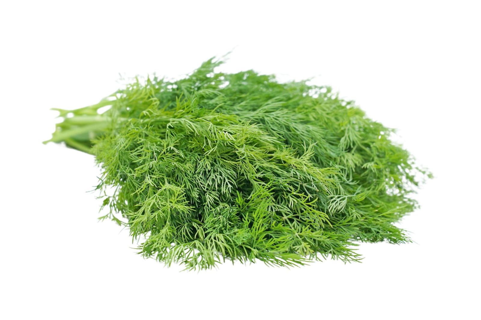 Organic Dill Leaves