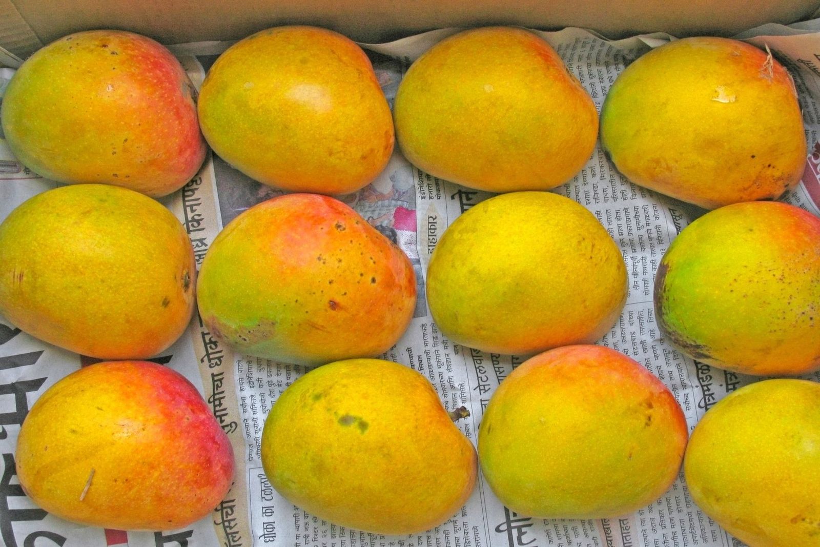 Residue Free Ratnagiri Alphonso Mangoes Medium Size (Raw 200 - 240 gm) 5 Dozen